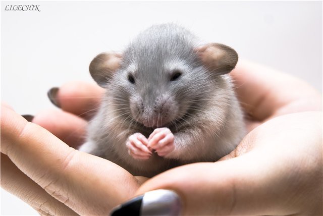 Удивительные факты о крысах, о которых вы не знали интересно, крысы, факты